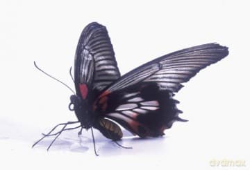 Bugs! A Rainforest Adventure