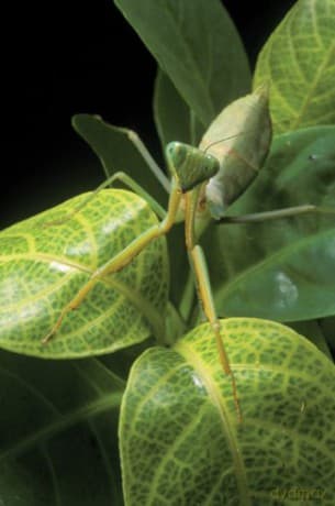 Bugs! A Rainforest Adventure