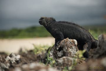 Galapagos 3D with David Attenborough