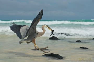 Galapagos 3D with David Attenborough