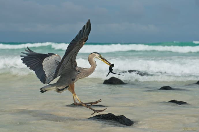 Galapagos 3D with David Attenborough