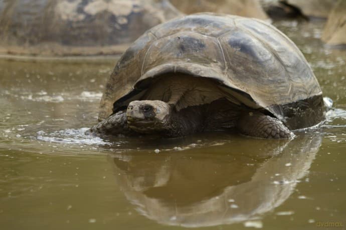 Galapagos 3D with David Attenborough