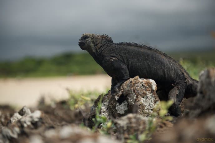 Galapagos 3D with David Attenborough