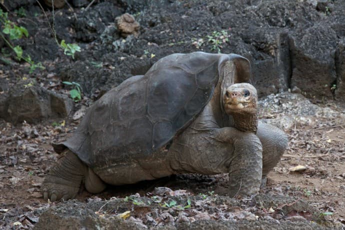 Galapagos 3D with David Attenborough