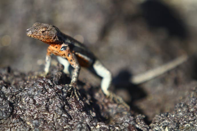 Galapagos 3D with David Attenborough