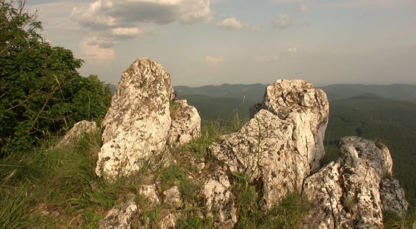 Magic Forest 3D (Magiczny Las 3D)