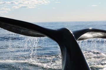 Patagonia: Earth's Secret Paradise 3D