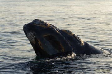 Patagonia: Earth's Secret Paradise 3D