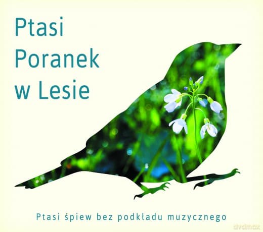 Ptasi Poranek w Lesie