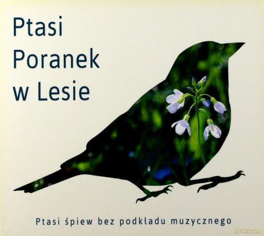 Ptasi Poranek w Lesie